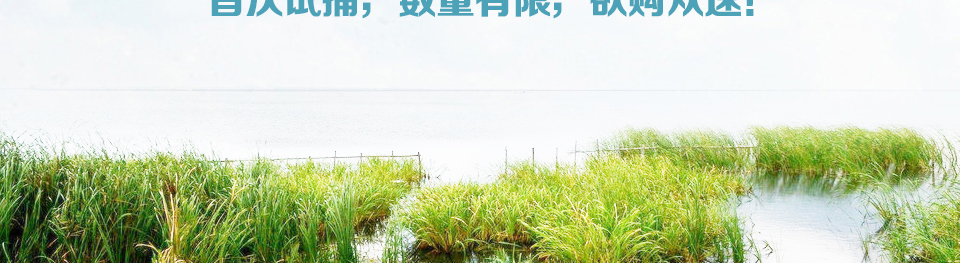 大闸蟹