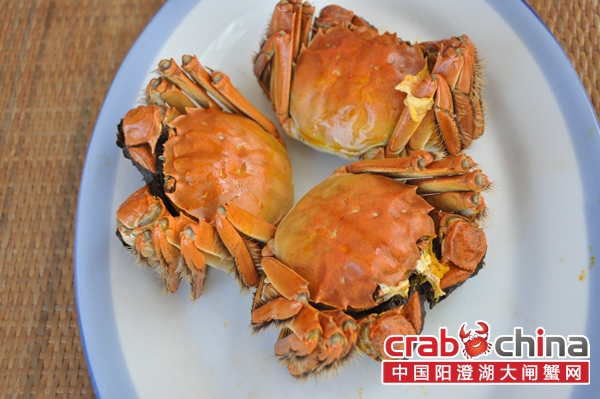 阳澄湖大闸蟹
