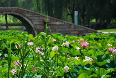 苏州莲池湖的相册http://www.crabchina.com/file/upload/201406/27/17-28-18-23-11.jpg