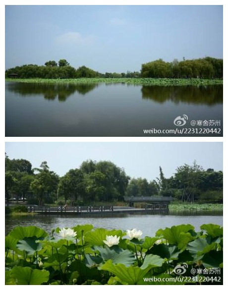 苏州阳澄湖莲湖池公园。（在欧尚超市门口乘109公交到重元寺下，不要门票）。