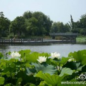 苏州阳澄湖莲湖池公园。（在欧尚超市门口乘109公交到重元寺下，不要门票）。