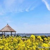 阳澄湖中的小岛——莲花岛，活泼葱茏，春光大好。石板桥、小木船、竹椅子，既原生态又有美感