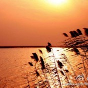 就像它的名字一样，阳澄湖水质澄清，阳光透底远远望去，像一块晶莹的翡翠