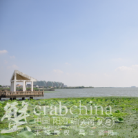 夏日阳澄湖的另一番情趣