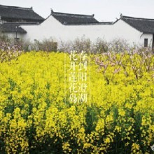 #苏州生活#【扑倒在阳澄湖畔油菜花海里】[花心]眼下，相城阳澄湖畔又是一年菜花黄。从“美人腿”到莲花岛，一路金黄，一路碧波。这个三月，赏花，看水，坐在春风里，想着你的模样……@今日相城 路线戳图↓[太