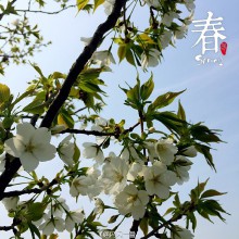 阳澄湖春，各美其美，美美与共，花花不同。#春色#