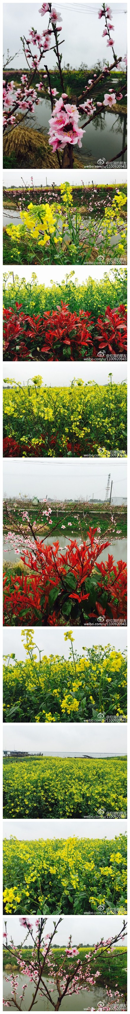 阳澄湖㬌区油菜花、桃花盛开！亲们！清明小长假出游吧。