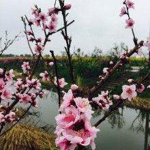 阳澄湖㬌区油菜花、桃花盛开！亲们！清明小长假出游吧。