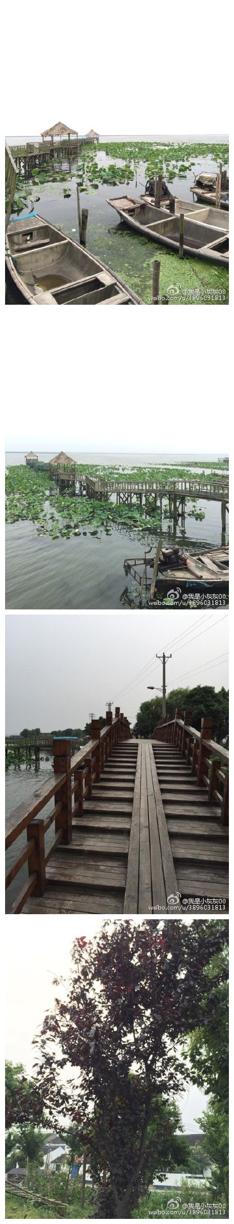 阳澄湖的风景很纯朴，很美！