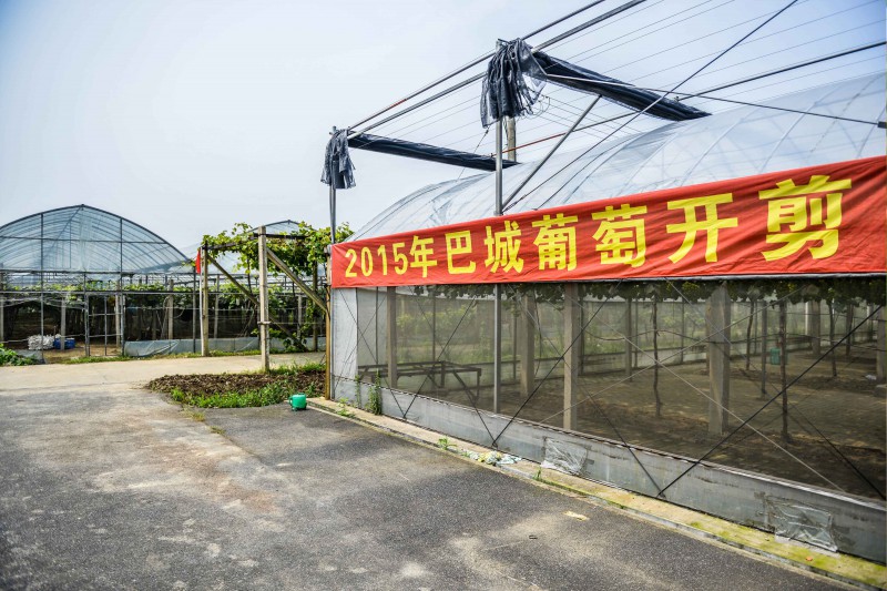 巴城葡萄开剪