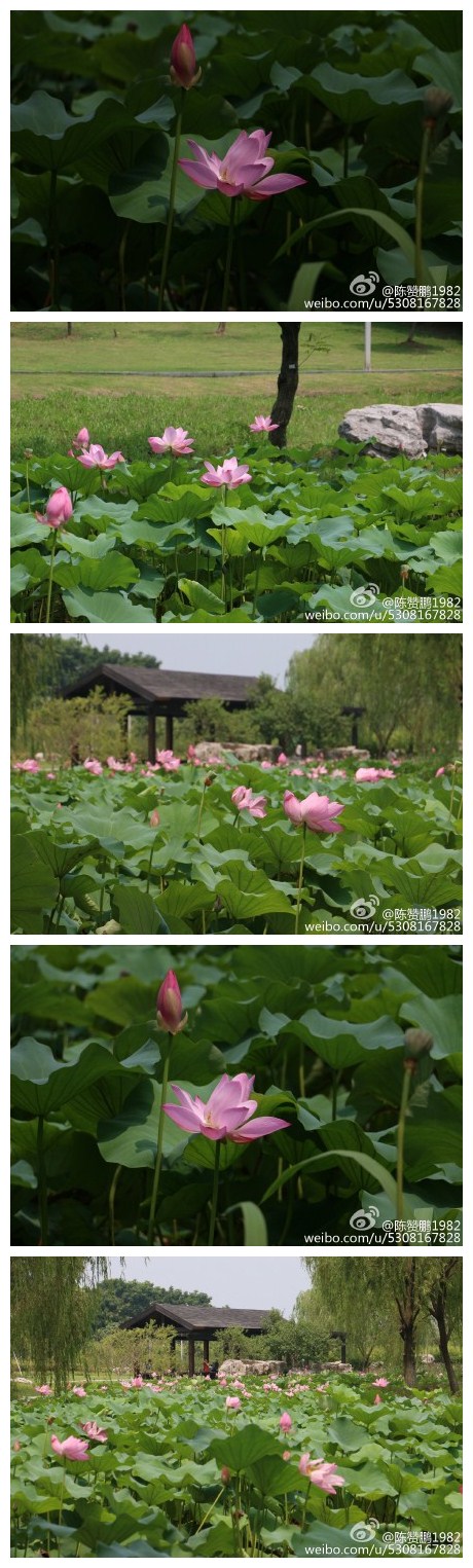 阳澄湖的荷花池