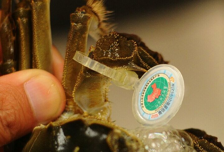 阳澄湖大闸蟹 巴城