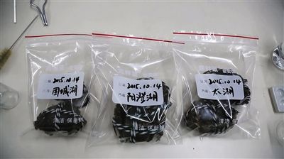 大闸蟹蟹黄重金属测试 蟹样
