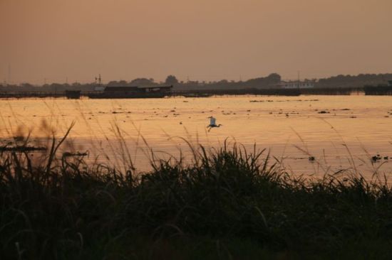 阳澄湖 飞鸟 风景