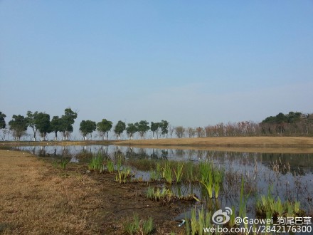 冬日暖阳来探望，湖畔水草忙梳妆，一簇，两簇，嫩绿点金黄------阳澄湖畔