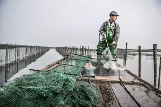 蟹农在洗网 中蟹网 阳澄湖大闸蟹 蟹季结束