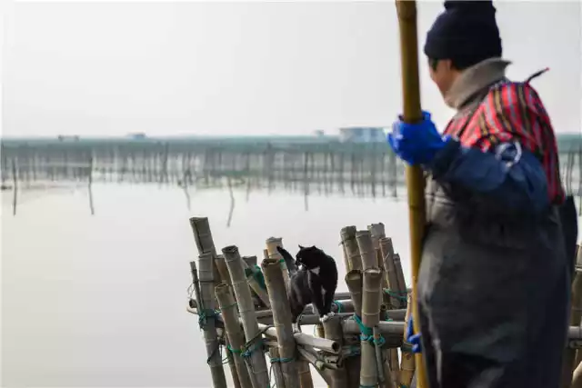 阳澄湖守望喵 阳澄湖大闸蟹 蟹季结束