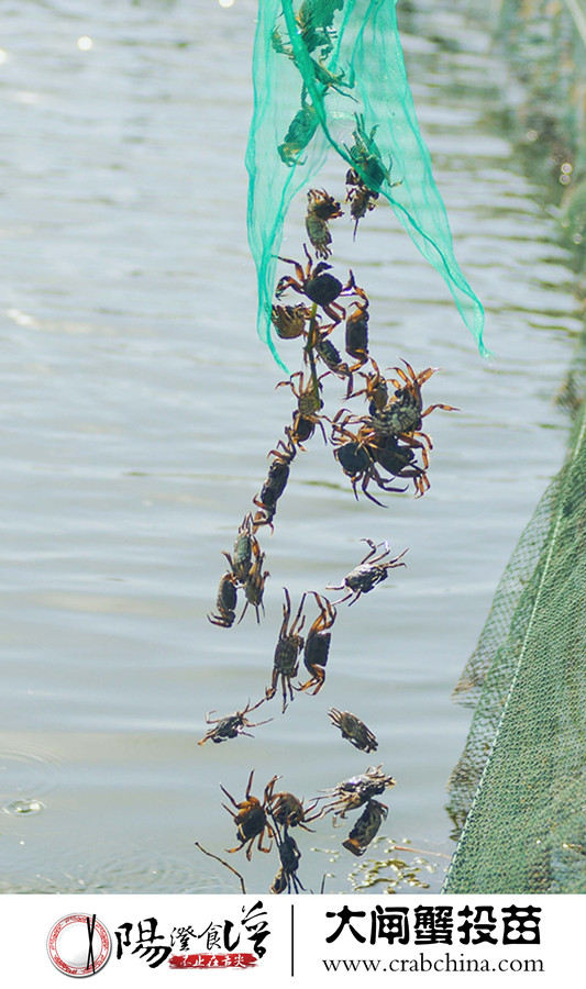 6阳澄湖春大闸蟹投苗