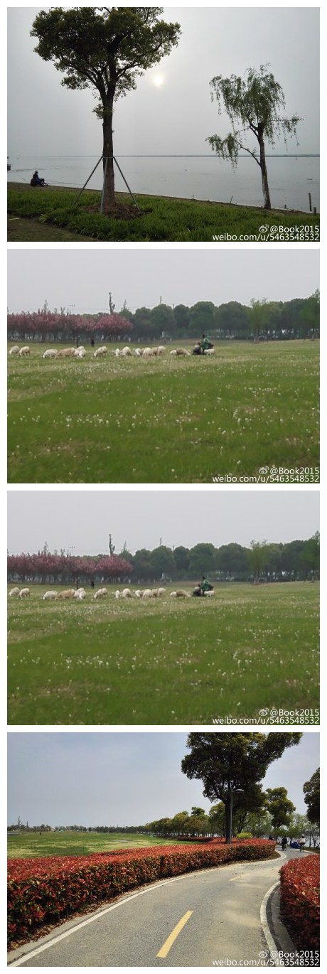环阳澄湖骑行  大片大片的蒲公英草地 带着咸味与鱼腥味的潮湿湖风 夕阳映照下 再来一段渔舟唱晚 不错的一天