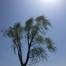 阳澄湖畔走一走，好景美不胜收。