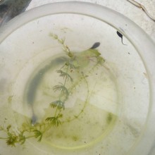 学画大闸蟹…阳澄湖边