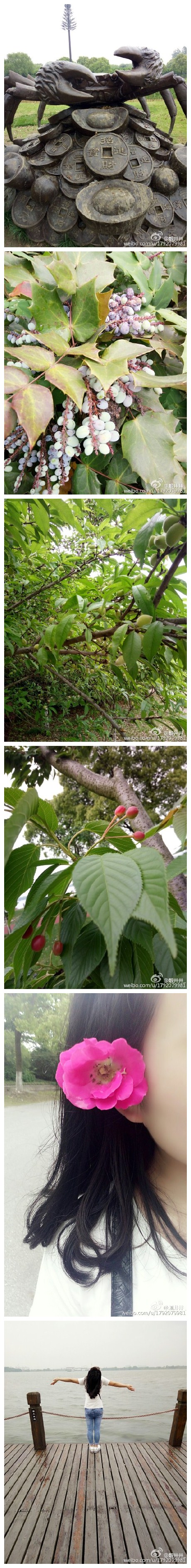 阳澄湖水上公园[玫瑰][拍照][拍照]