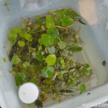 阳澄湖半岛，一路徒步，一路看花，两边钓者无数。