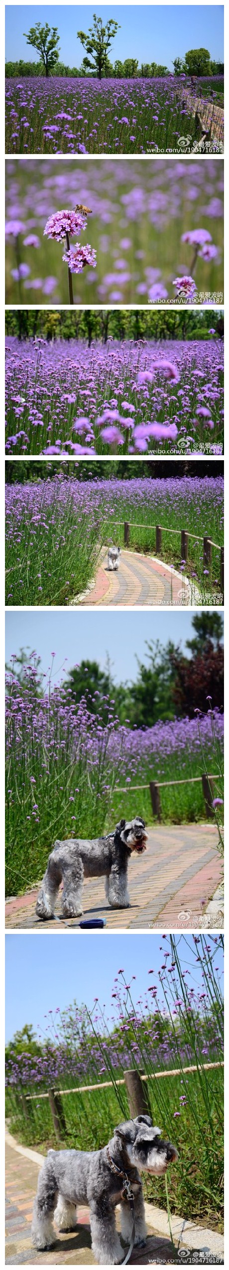 阳澄湖湖畔的紫色花海-马鞭草