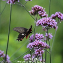 花间窃语，物间嬉戏。