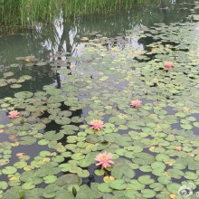 阳澄湖畔悦丰岛有机农场，下次还来五谷餐厅。[心]