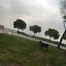 难得周末不下雨 一家人阳澄湖边享受下晚餐 老爸的摄影技术越来越好了 把我拍的这么美呢  真棒