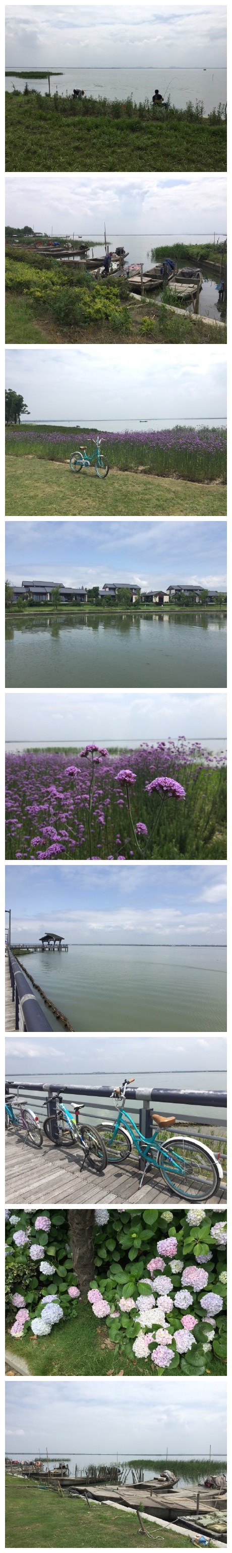 一早沿阳澄湖半岛徒步。