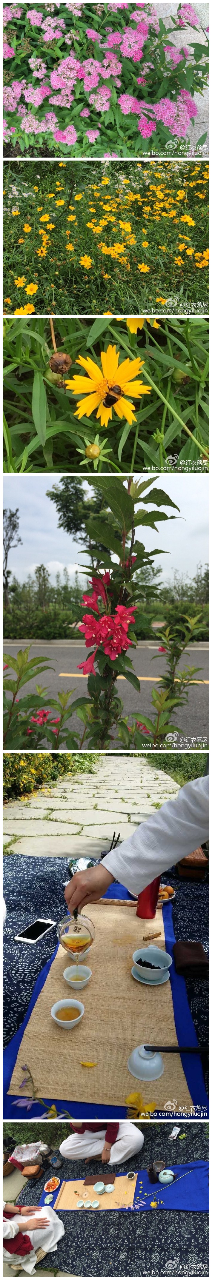 阳澄湖边和朋友喝茶，美美的野花陪伴左右！金骏眉和正山小种都品了，我还是最爱正山小种！一位朋友带的白茶，一位朋友带的生普，白茶还行，生普不太喝的惯。户外喝茶，需要入手一酒精炉！