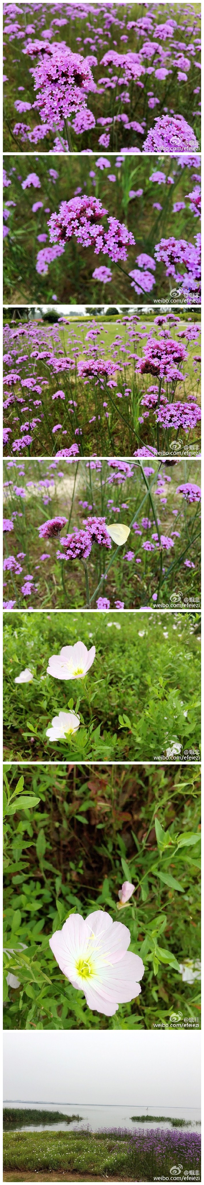 阳澄湖边上，邂逅一片花田