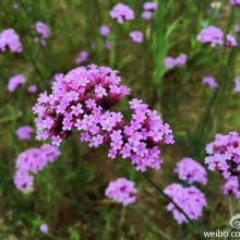 阳澄湖边上，邂逅一片花田
