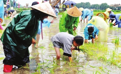 莲花岛 阳澄湖 彩稻艺术节