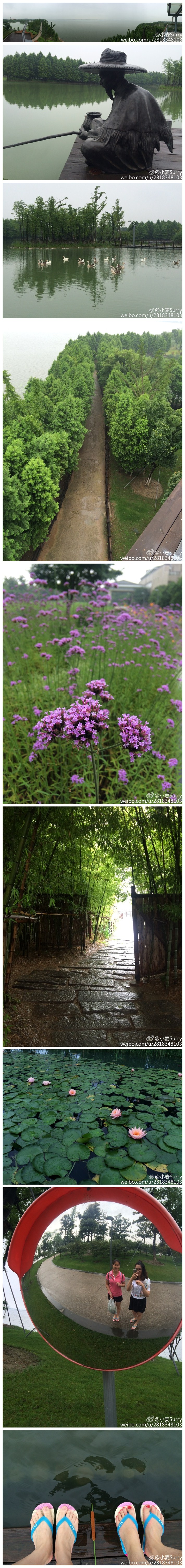 夏雨时清，阳澄湖畔，曲径通幽，悠然戏水的鸭鹅，随风摇曳的芦苇，垂入水中的夹竹桃，伞下闲钓的老人，饱经风雨的草屋，走到竹林深处的我们～