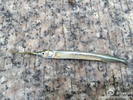 阳澄湖赤脚抓鱼半天，只有一条