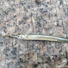 阳澄湖赤脚抓鱼半天，只有一条