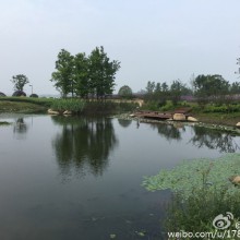 阳澄湖畔，鸟鸣啾啾