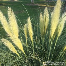 我在阳澄湖畔避高温～～ 这里好安静，静静听流水的声音。 坐在湖边享受着阳光般的温暖。