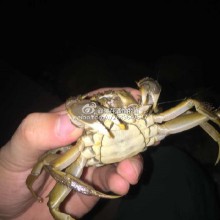 阳澄湖里的大闸蟹就是多，本来是钓鱼