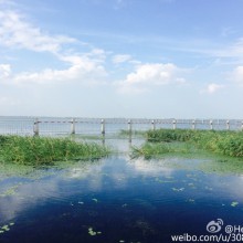 天气好的都不用加滤镜，冒着高温在阳澄湖边钓了一下午鱼，整个人都要被烤焦了，战利品回家只够给喵当零食的[笑cry]