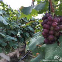 #阳澄湖# 葡萄熟了