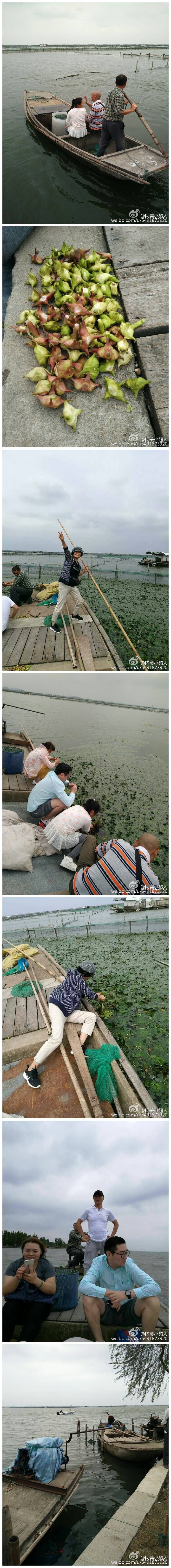 阳澄湖上采菱蟹[哈哈]