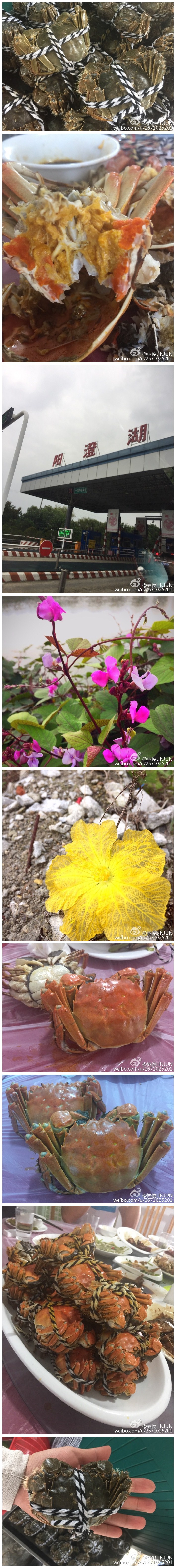 不是阳澄湖蟹好 此生何必住苏州 往返8小时的车程 只为那一口 能感动自己的 味道……