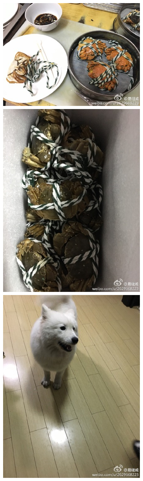 朋友送的大闸蟹，就开吃了，还有他家的大白很可爱哦 ​​​
