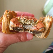 中午出去二百块钱要了半斤基围虾，四只大闸蟹，还剩三只[馋嘴]，下午继续。
