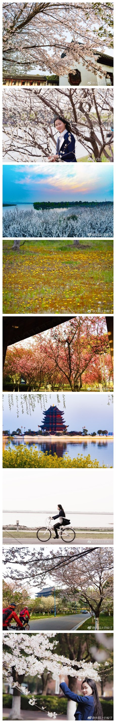 天气预报：这个双休天气晴好，春风和煦。带上一份好心情，骑行阳澄湖半岛，与盛开的樱花、菜花、海棠和一望无际的蒲公英约会吧……（图全部摄于昨天和今天的阳澄湖半岛）
