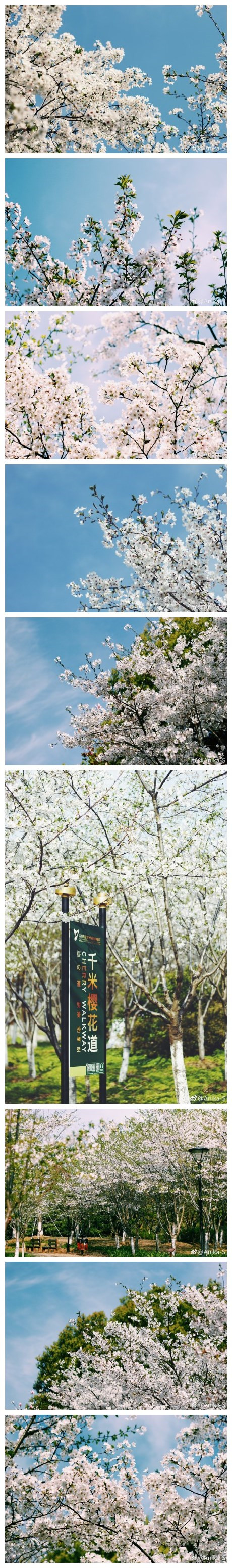 阳澄湖畔，仙樱湖公园，有一条千米樱花道（不是樱木花道[笑cry][笑cry][笑cry]）。野心不小。五年后应该又是一个赏樱胜地。